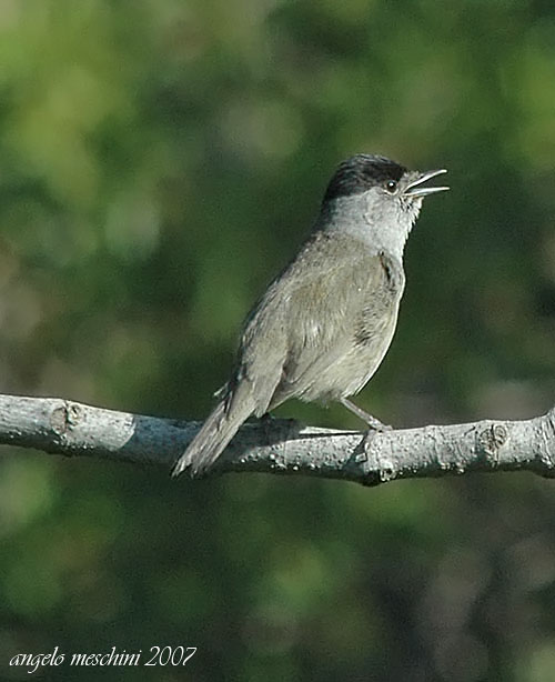 Capinera, Sylvia atricapilla. dieta nella stagione di mezzo.